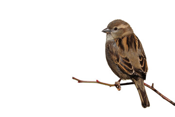 Sparrow bird perched on tree branch. House sparrow female songbird (Passer domesticus) sitting singing on brown wood branch isolated cut out white background. Sparrow bird wildlife. - 588367126