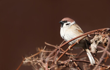 Sparrow bird perched on tree branch. House sparrow female songbird (Passer domesticus) sitting singing on brown wood branch with reddish negative space background. Sparrow bird wildlife. - 588367137