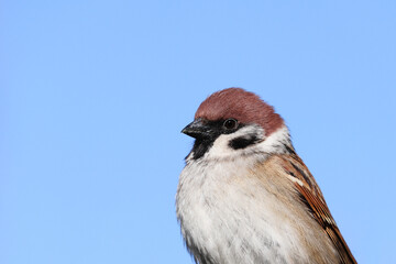 Sparrow bird close up. House sparrow female songbird (Passer domesticus) sitting singing with blue sky out of focus negative space background. Sparrow bird wildlife.