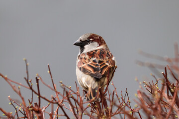 Sparrow bird perched on tree branch. House sparrow female songbird (Passer domesticus) sitting singing on brown wood branch with grey out of focus negative space background. Sparrow bird wildlife. - 588367186