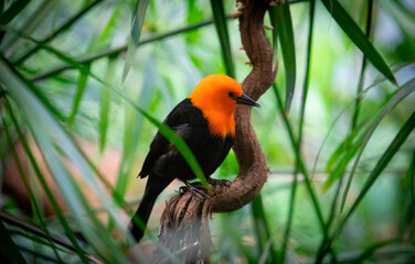 Obraz premium Scarlet-headed Blackbird, Amblyramphus holosericeus, black bird with orange red head in the tropic jungle forest.