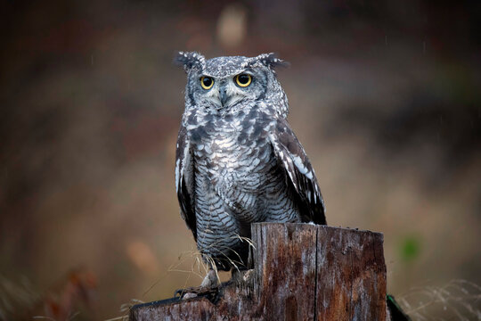 Bubo africanus sits and watches its surroundings and its food.