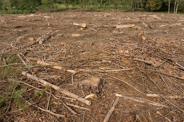 Clear-cutting environmental destruction remains of forest with tree stumps and pieces of wood