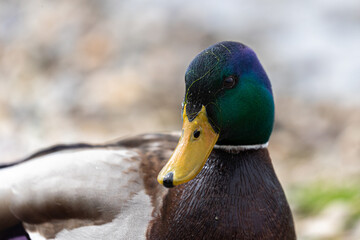 mallard duck on the water