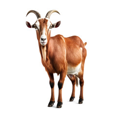 Naklejka na ściany i meble Adult Red Goat with Horns and Milk Udder Isolated - Post-processed Generative AI