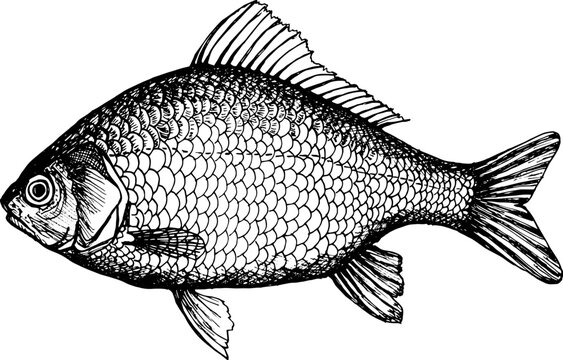 recommend clip art: Crucian carp. Hand drawn vector illustration of fish
                    