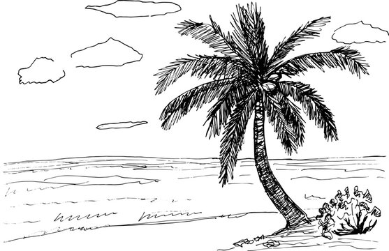 Sea coast graphic beach with palm black white landscape sketch illustration vector