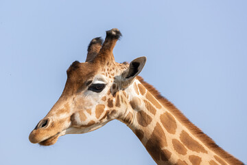 A portrait of a giraffe taken from the side with a beautiful blue sky in the background.