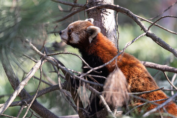 A striking photo of a red panda sitting on a tree branch