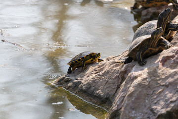 a group of Trachemys scripta, also known as yellow-bellied sliders, basking in the sun on a rock