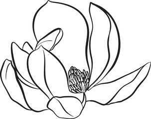 Magnolia Flowers. Black and white line illustration of magnolia flowers on white background. Botanical vector sketch line floral art. beautiful monochrome, twig blossoming magnolia tree