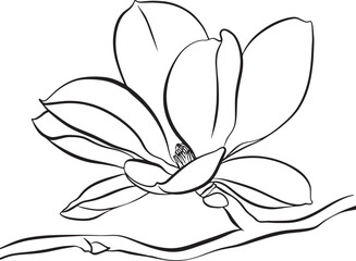 Magnolia Flowers. Black and white line illustration of magnolia flowers on white background. Botanical vector sketch line floral art. beautiful monochrome, twig blossoming magnolia tree