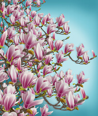 Des fleurs de magnolia qui s'ouvrent sur les branches de l'arbre sur un fond bleu, repr&eacute;sentant le ciel. 