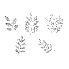 vector hand drawn floral decorative elements
