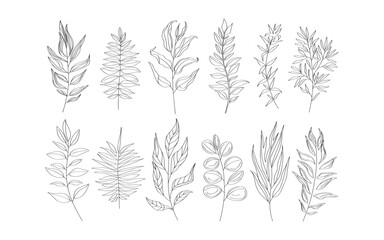 vector hand drawn floral decorative elements