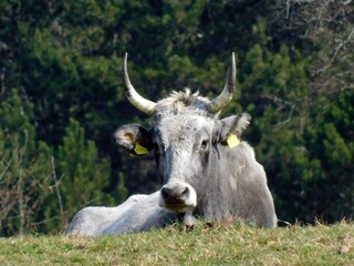 Naklejka premium cow