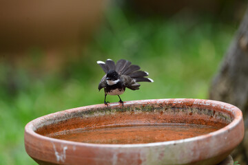 Sunda Pied Fantail
