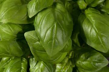 alcune belle foglie di basilico verdi per la pizza, il basilico ed il suo colore verde intenso