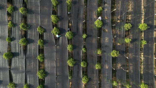 Aerial drone footage above workers who harvest peppers by hand at La Plantation Kampot, Cambodia. 