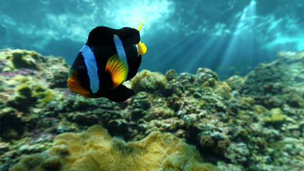 Fototapeta na wymiar Underwater close up photo of clown fish in beautiful scenery and landscape