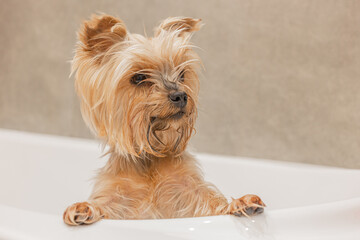 The Yorkshire Terrier washes in the bathroom after a walk, takes care of himself and smiles. Cute and funny dog. Portrait of a fluffy dog in close-up.