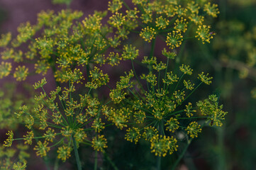 Close up of dill leaves growing outdoor.