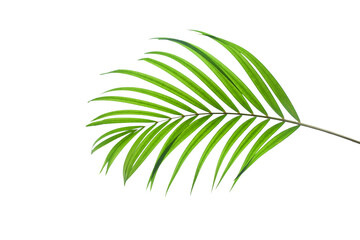 Obraz premium tropical palm leaf isolated on white background, coconut leaves for summer background 