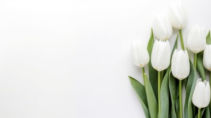 tulips Flowers spring summer Minimalism white Background with empty copy space generative ai