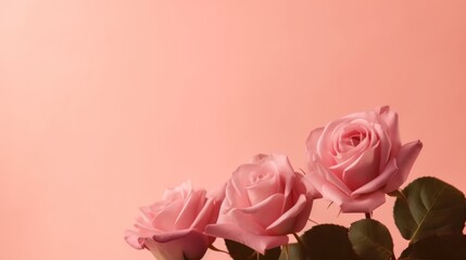 rose Flowers spring summer Minimalism Background with empty copy space generative ai