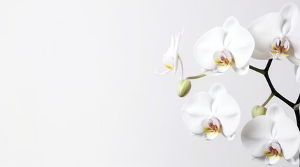 Fototapeta na wymiar orchid Flowers spring summer Minimalism white Background with empty copy space generative ai