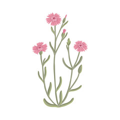 maiden pink, field flowers, vector drawing wild plants at white background, floral elements, hand drawn botanical illustration