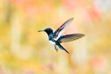 Colorful blue and white hummingbird in flight isolated against a pastel colored background.