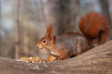 European red squirrel sitting on a tree trunk and eating walnuts