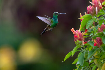 Copper-rumped hummingbird in flight next to pink Shrimp Plant flowers with dark background.