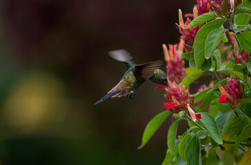 Fototapeta premium Copper-rumped hummingbird, Amazilia tobaci, pollinating tropical pink flowers isolated on a dark background.