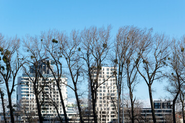 Trees and modern buildings in the city center of Gdynia, Poland.
