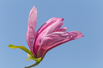 magnolia tree blossom against blue sky