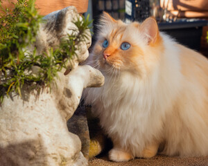 Naklejka na ściany i meble Fluffy blue-eyed cat face to face with a stone cat