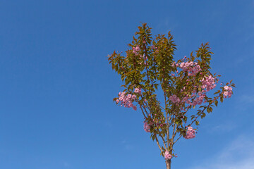 japanese cherry tree against blue sky