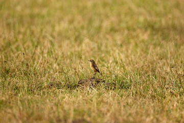 Babbler (Luscinia svecica) in the grass