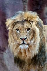 Obraz na płótnie Canvas Portrait of a male lion in the zoo. Close-up.