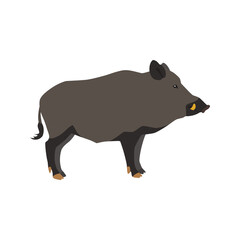 Animal illustration. Standing wild boar drawn in a flat style. Isolated object on a white background. Vector 10 EPS