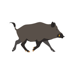 Animal illustration. Running wild boar drawn in a flat style. Isolated object on a white background. Vector 10 EPS