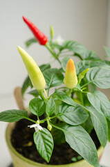 Indoor plant red pepper in the form of a bush, it blooms and together there are red and green fruits, on a white background of the windowsill
