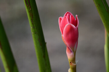 Torch Ginger