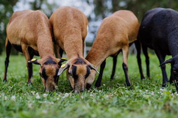 Naklejka na ściany i meble Close up of grazing goats on a meadow.