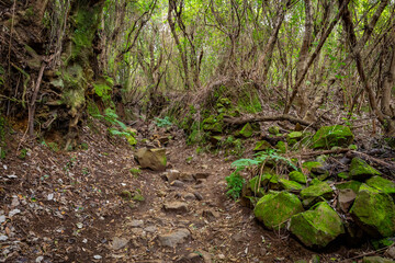 La Palma Island. Cubo de La Galga Trail. Tropical Exotic Landscape of La Palma. Canary Islands, Spain.