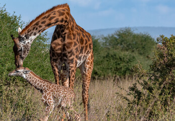 giraffe in the wild