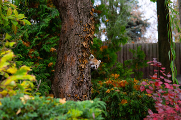 Naklejka premium Red panda peeking out from behind a tree trunk