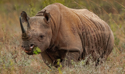 Obraz premium rhino in the wild